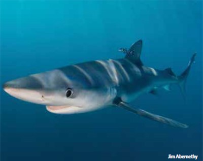 Requin ICATT